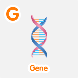 Gene