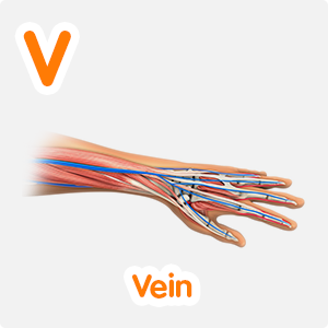 Vein